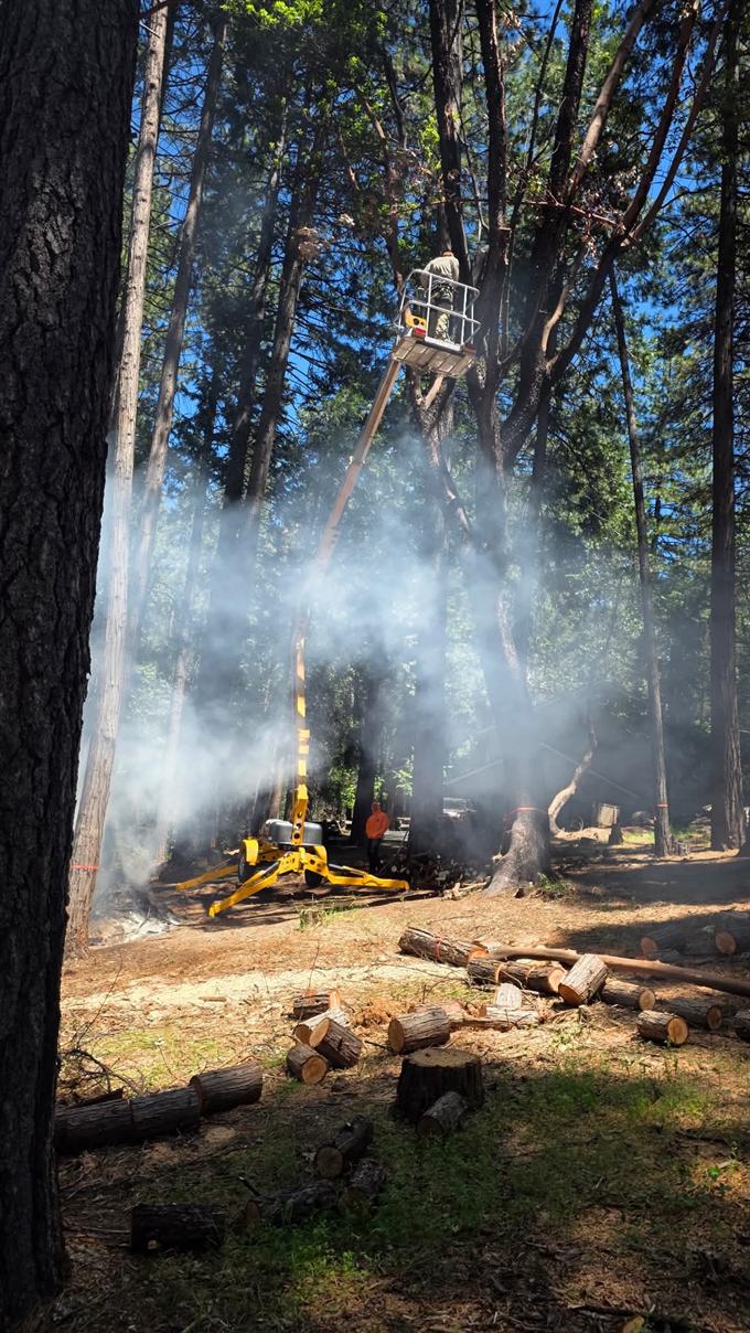 Crew member working from a tracked lift bucket high in a stand of tall pines, chainsaw dust drifting through the sunlight, with bucked rounds and logs stacked on the forest floor below
